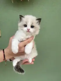 Koťátka Ragdoll