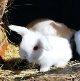 Nabízím mláďata zakrslého králíčka