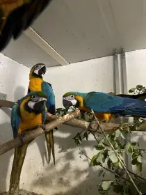 Ara ararauna
