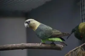Kapský Robustus Robustus