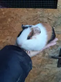 Morcatka