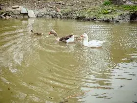 Prodám chovný pár hus