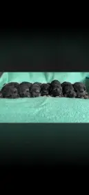 Štěňátka německého ovčáka