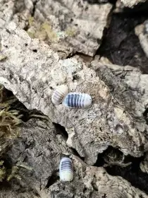 Isopody·stínky·chvostosko ci -posílám- Fauna trhy Ostrava 24.5.