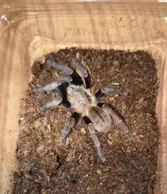 Sklípkani - Fauna trhy Ostrava 24.5.