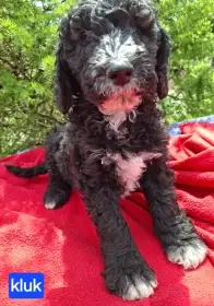 Sheepadoodle-nelínají