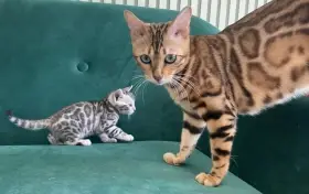 Silver spotted bengálská koťátka s PP