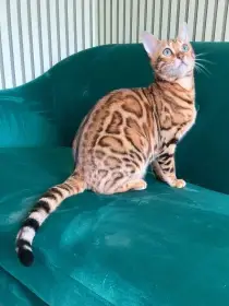 Maminka koťátek Ginny Rascalbengal