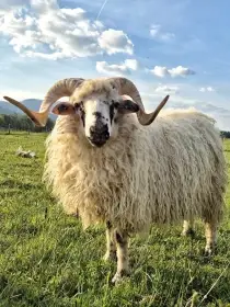 Původní valaška