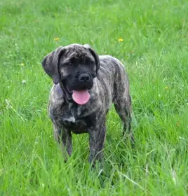 Boerboel štěně