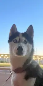 K prodeji / do milujícího domova – fenka sibiřského husky, 4 roky