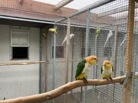Amazonek bělobřichý