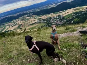 Hledám nový domov pro psa a fenku italského chrtíka