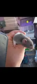 Dumbo