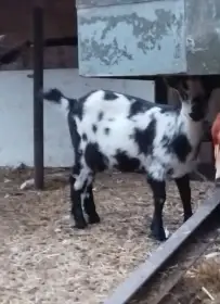 Prodám kozy