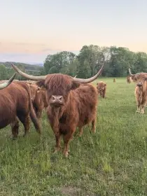 Skotský náhorní skot - highland