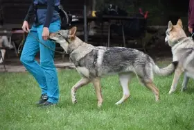 Matka vrhu D Aeghyra - Drina na obedienci