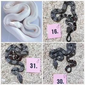 Hroznýš královský rlt, Albino, dh Snow
