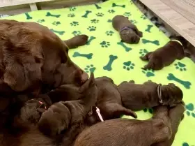 Nabízím k rezervaci čokoládové holčičky labradorského retrievra s PP