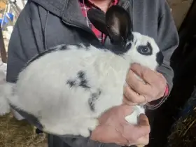 Králík