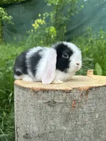 Minilop zakrslý beránek