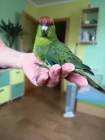 Kakariky