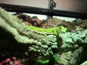 Phelsuma grandis