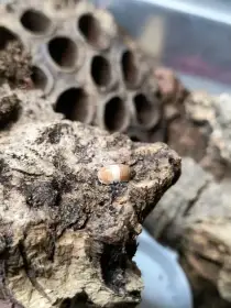 Isopody·stínky·mnohonožky-posílám-fauna trhy Ostrava 21.6.
