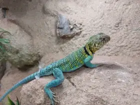 Crotaphytus collaris wichita mountains Leguánek obojkový