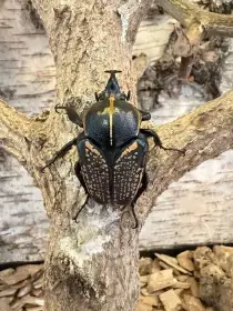 Larvy Fornasinius hauseri hirthi