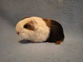 Rahull