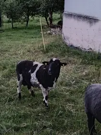 Šumavský berán do chovu