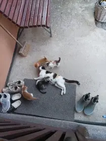 Koťátka z chalupy k adopci