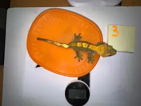 Nabízím samečka pagekona řasnatého