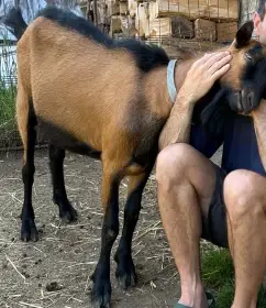 mazlivý 1letý kozel