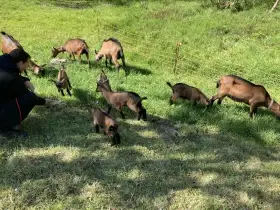 kůzlata, kozička