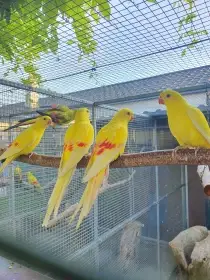 Horsky mutacie,kakadu ruzovy