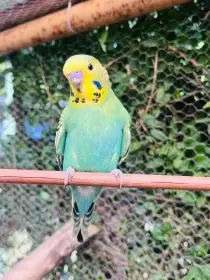 Andulky