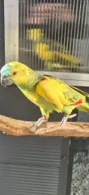 Amazona aestiva xanthopteryx