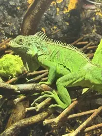 Leguán zelený