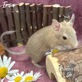 Osmák Degu s PP