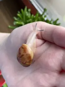Archachatina marginata ovum Nigeria acromelanic