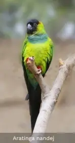 Aratinga Nandej