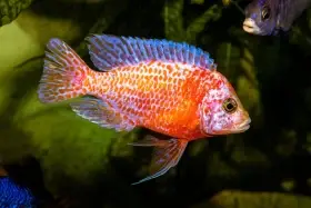 Tlamovci Malawi, Tanganyika