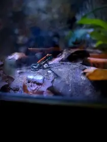 Phyllobates vittatus - pralesnička páskovaná