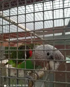 Poicephalus fuscicollis
