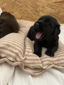 Štěňátka labradorského retrievera s PP