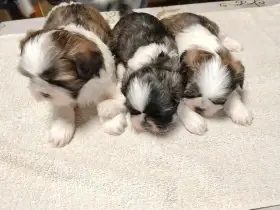 Shih tzu štěnátka