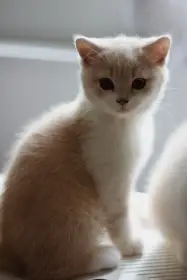 CiniMini Furry Dynastia