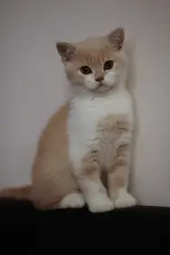 CiniMini Furry Dynastia
